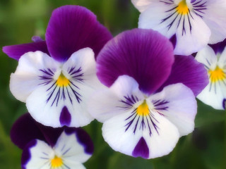Purple white flowers yellow centers - green foliage free wallpaper