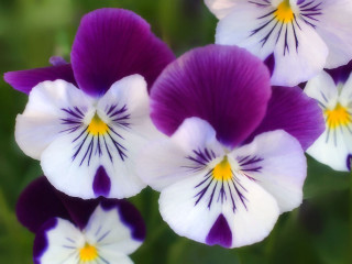 Purple white flowers yellow centers 4 - green foliage free wallpaper