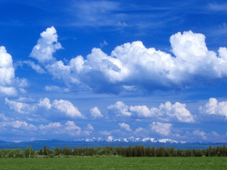 Cows grazing field mountain clouds - a few cow free wallpaper