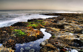 Rocky beach water green plants - green plant free wallpaper