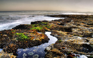 Rocky beach green plants ocean - green plant free wallpaper for desktop