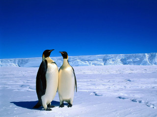 Penguins snow blue sky mountains - two penguin free wallpaper