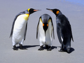 Three penguins beach heads turned - their beak free wallpaper