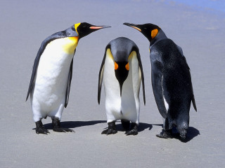 Three penguins beach heads touching - institutional free wallpaper
