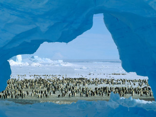 Penguins snow icebergs group standing - ecological art free wallpaper