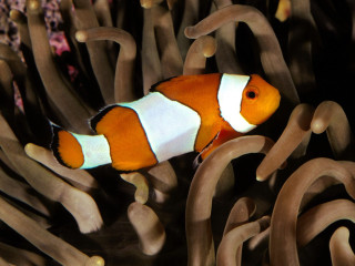 Clown fish swimming water anemone - a clown fish free wallpaper