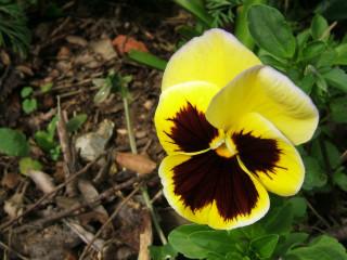 Yellow red flower green leaves 8 - a few leaf free wallpaper for desktop