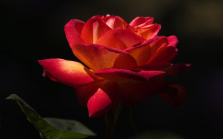 Red rose green stem dark 7 - the dark background free wallpaper