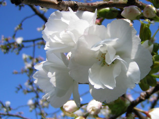 White flower branch blue sky - blue sky in the background free wallpaper