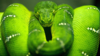 Green snake curling macro blurry - a circle free wallpaper