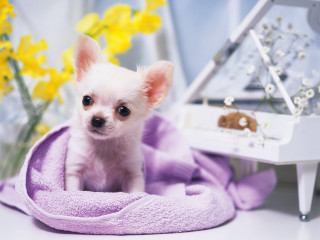 Small white dog purple blanket 3 - a piano free wallpaper