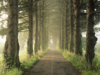 Dirt road tall trees grass 3 - tall tree and grass free wallpaper for desktop