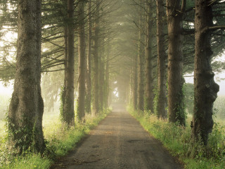 Dirt road tall trees grass 5 - tall tree and grass free wallpaper