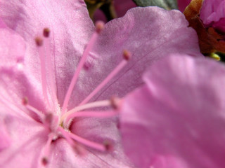 Pink flower macro closeup blurry 2 - a yellow center free wallpaper