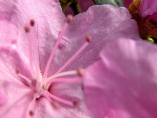 Pink flower macro hanami petals - a yellow center free wallpaper