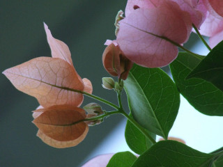 Pink flower green leaves blurry 7 - stem and a blurry background free wallpaper