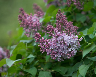 Purple flowers bush leaves branches - the sun light of the day free wallpaper