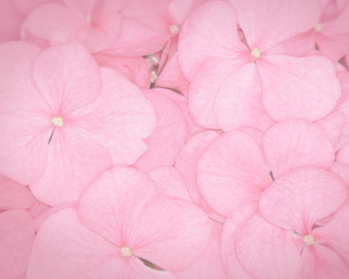 Pink flowers in the air - the air together free wallpaper for desktop