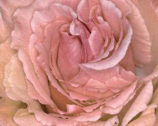 Pink rose closeup light pink - a pink rose free wallpaper for desktop