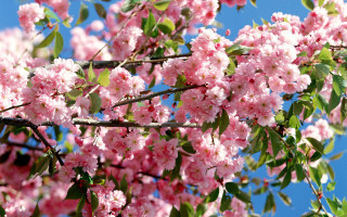 Pink flower tree sunny day - a few green leaf free wallpaper