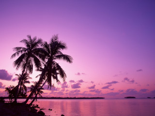Palm tree silhouette purple sunset - a boat in the distance free wallpaper