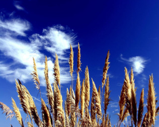 Blue sky clouds tall grass - blue sky free wallpaper for desktop