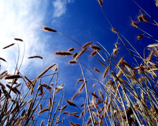 Blue sky clouds tall grass 3 - blue sky free wallpaper for desktop