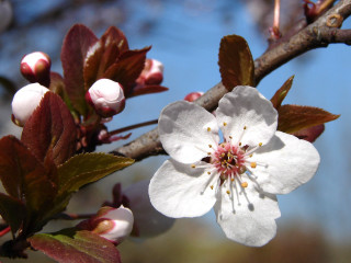 Flower branch leaves buds blue - leaf and buds free wallpaper