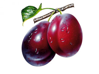 Two plums water drops on - digital painting free wallpaper for desktop