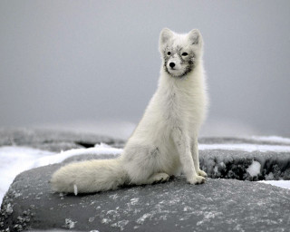 White fox rock snow ice 3 - snow and ice free wallpaper
