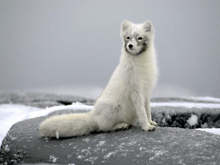 White fox rock snow ice 4 - snow and ice free wallpaper