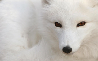 White fox brown eyes sad 4 - a white fox free wallpaper