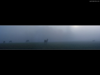 Horses foggy field sky black - a foggy field free wallpaper
