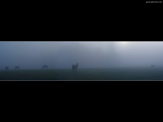 Horses grazing foggy field black - charles angrand free wallpaper