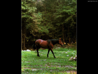 Horse walking lush green forest 2 - telephoto free wallpaper