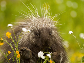Porcupine standing field flowers grass - a field of flowers and grass free wallpaper