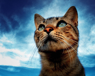 Cat looking up blue sky 3 - a cat free wallpaper
