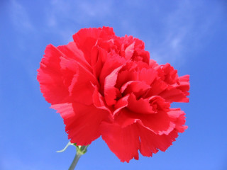Red flower blue sky clouds 2 - single free wallpaper