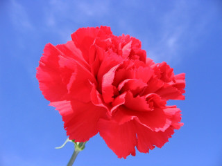 Red flower blue sky clouds 5 - single free wallpaper