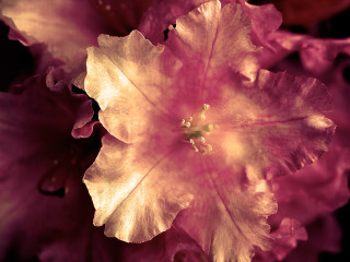 Pink flower yellow stamens green - a green center free wallpaper for desktop