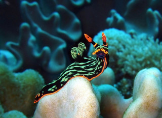 Colorful sea slug coral reef - a coral reef free wallpaper for desktop