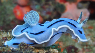 Blue white sea slug striped - bioluminescence free wallpaper