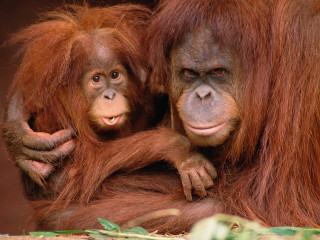 Orangutans sitting together enclosure zoo 3 - alex petruk ape free wallpaper