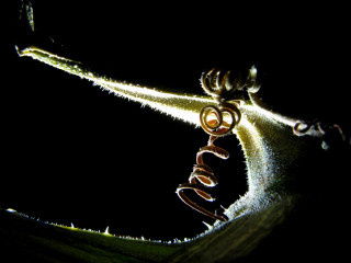 Plant closeup light stem word 2 - a close up of a plant free wallpaper for desktop