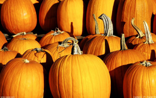 Large group pumpkins pile smaller 2 - folk art free wallpaper