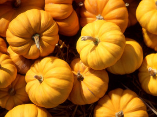 Small pumpkins pile ground together 2 - a pile together free wallpaper