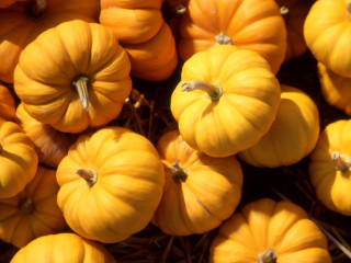 Small pumpkins pile hay ground - a pile together free wallpaper