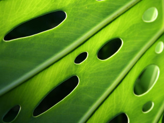 Green leaf holes black hole - a black hole in the middle free wallpaper