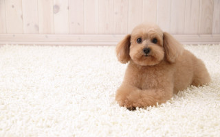 Small brown dog white rug - a floor next free wallpaper