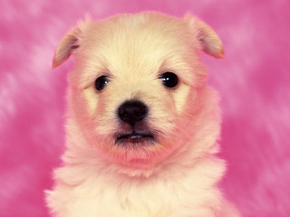 Small white dog pink background 2 - a small white dog free wallpaper